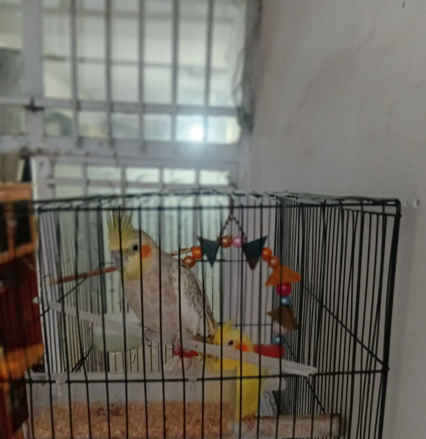 طوطی|پرنده|علی‌آباد کتول, |دیوار