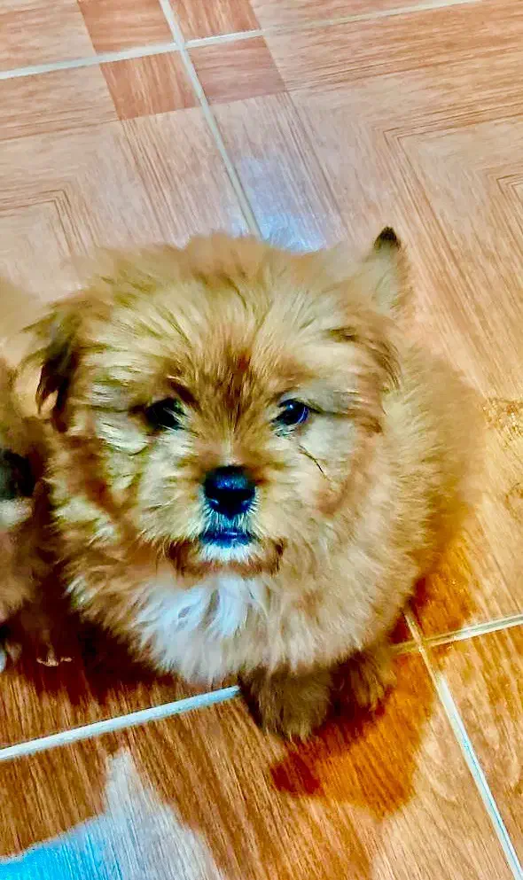 واگذاری سگ پامرانین|سگ|نوشهر, |دیوار