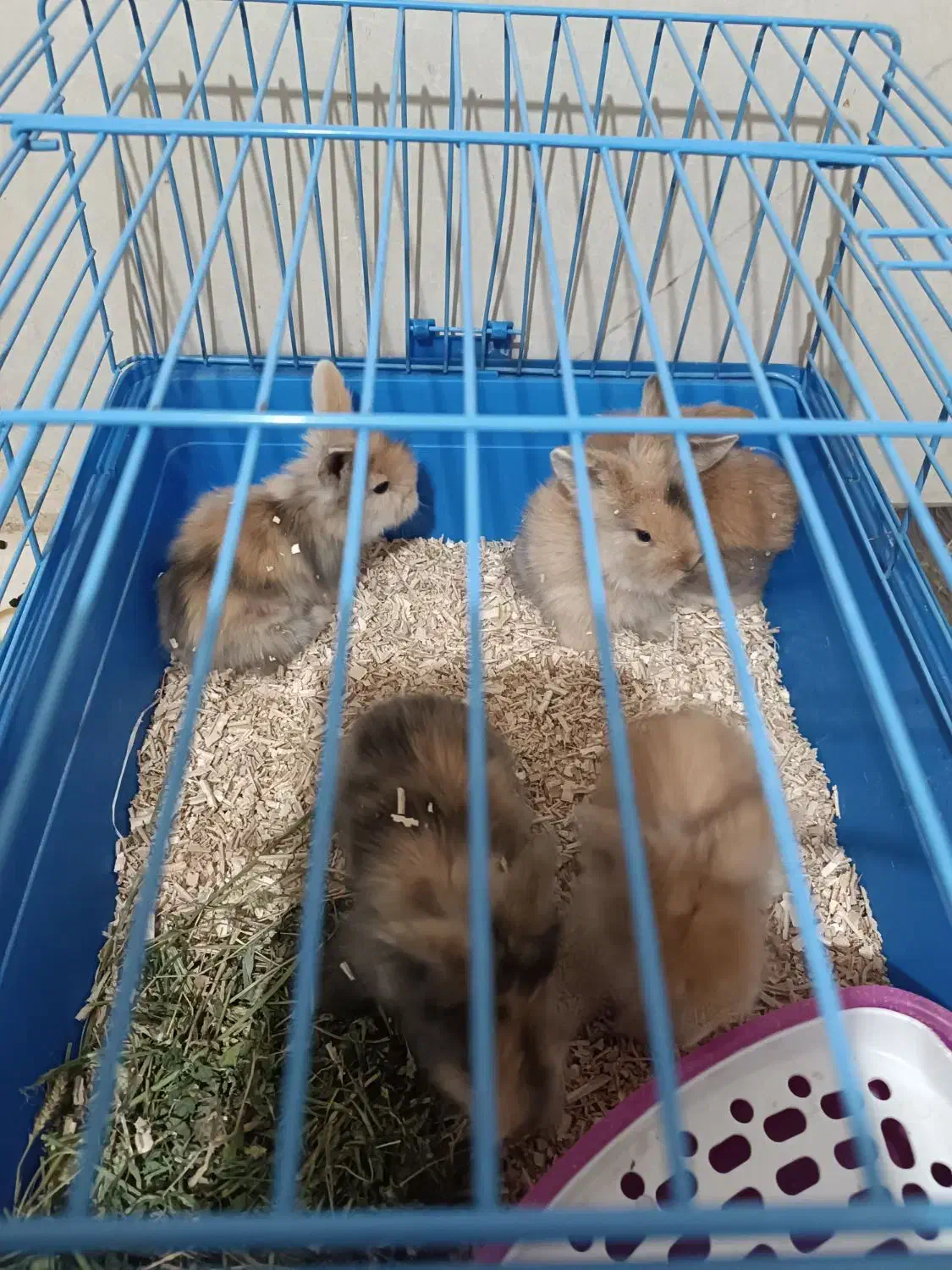 بچه خرگوش لپ ترکیش|موش و خرگوش|قزوین, |دیوار