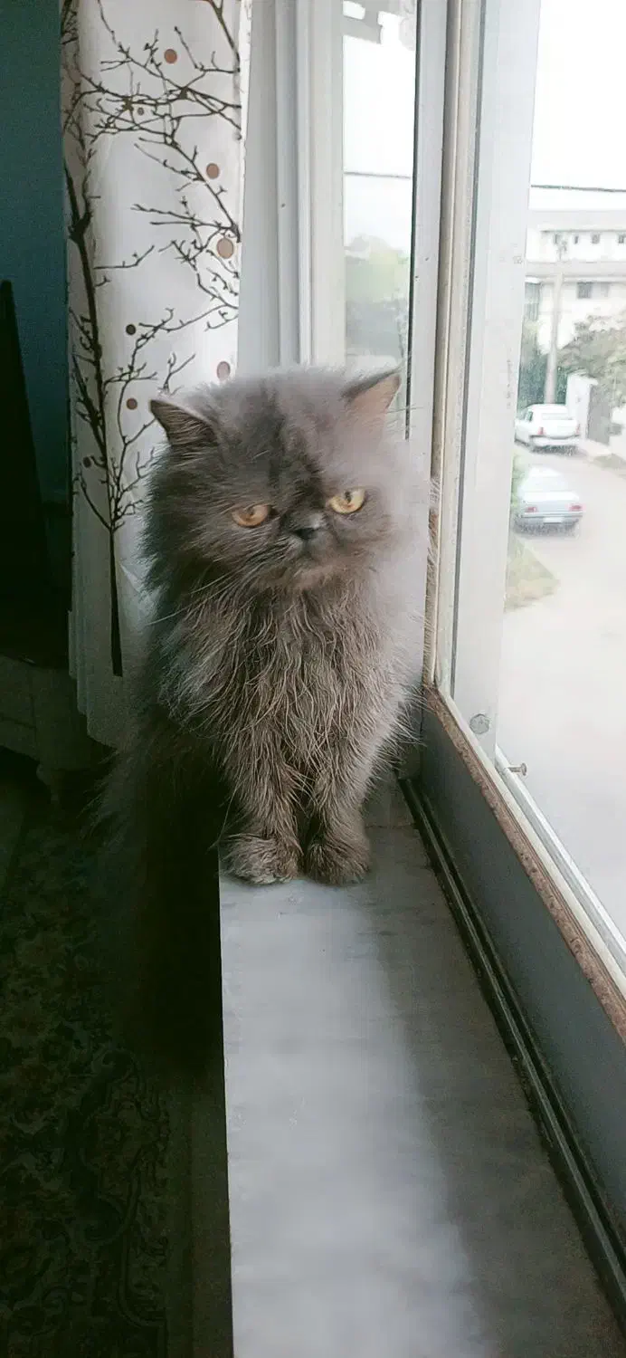 پرشین اشرافی ماده|گربه|تنکابن, |دیوار