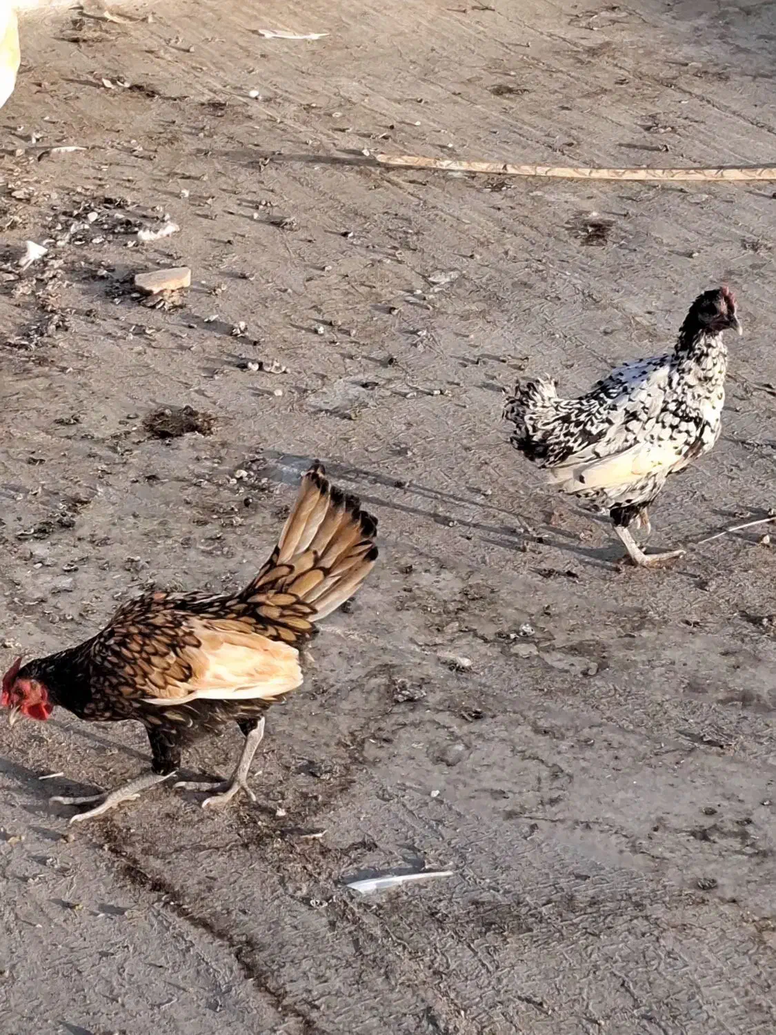 مرغ و خروس مینیاتوری یا سبرایت|حیوانات مزرعه|اردکان, |دیوار