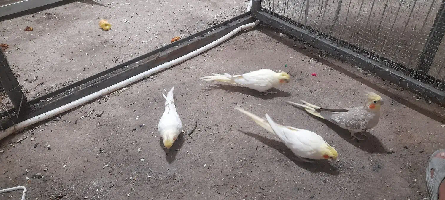 عروس هلندی و مرغ عشق|پرنده|پیرانشهر, |دیوار