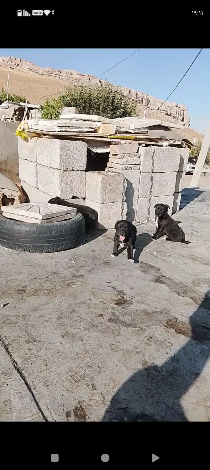 ۱۶۰۰|سگ|بیجار, |دیوار