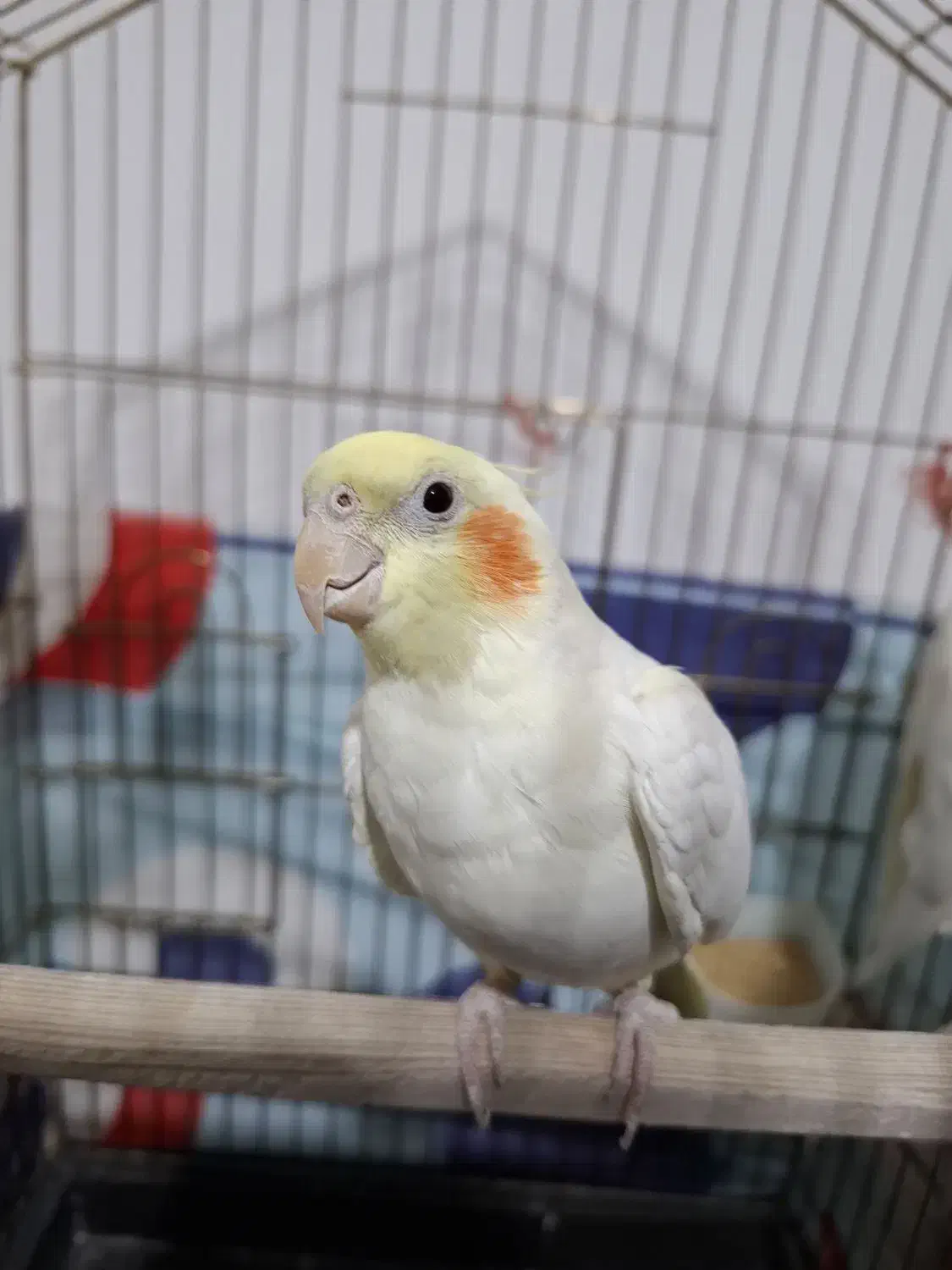 فروش عروس هلندی نر / مست|پرنده|خنداب, |دیوار