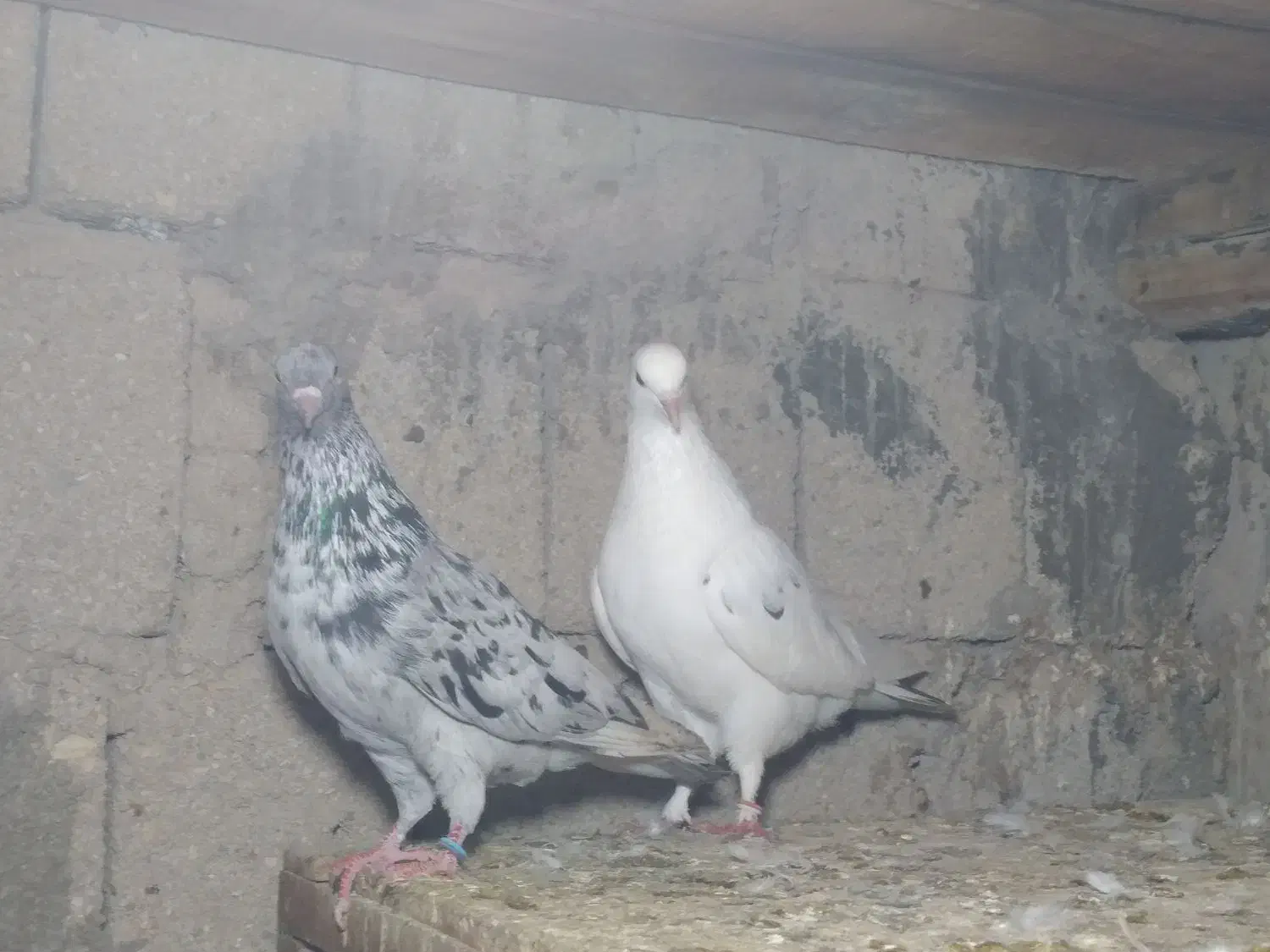 کفتر|پرنده|قشم, |دیوار