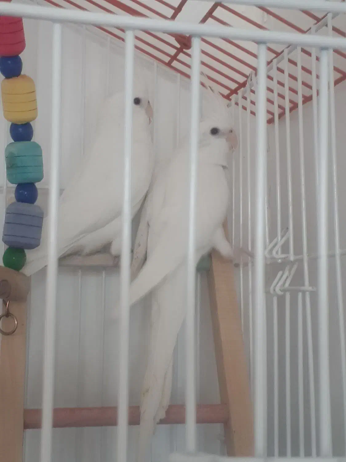 عروس هلندی آلبینو|پرنده|مرودشت, ژیان|دیوار