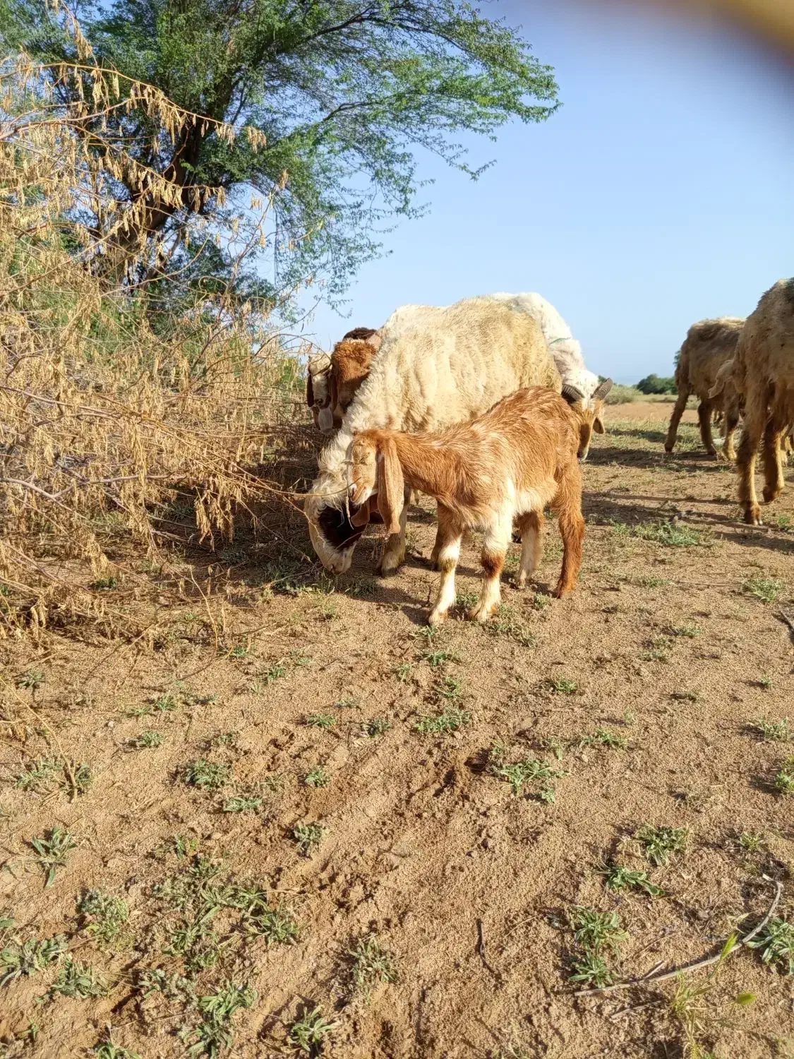 بز.|حیوانات مزرعه|حمیدیه, |دیوار