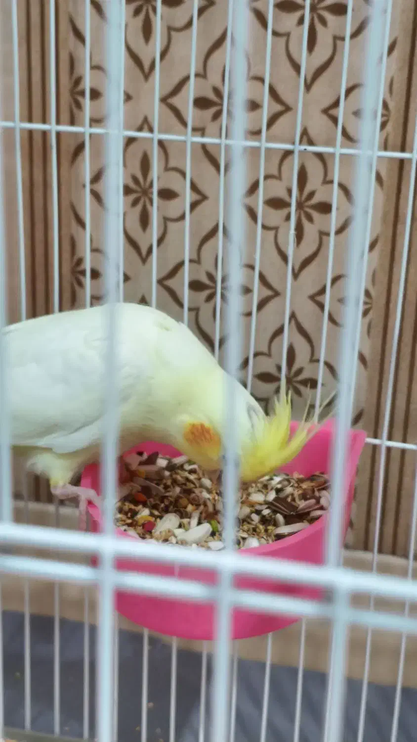 پرنده عروس هلندی|پرنده|اندیمشک, |دیوار