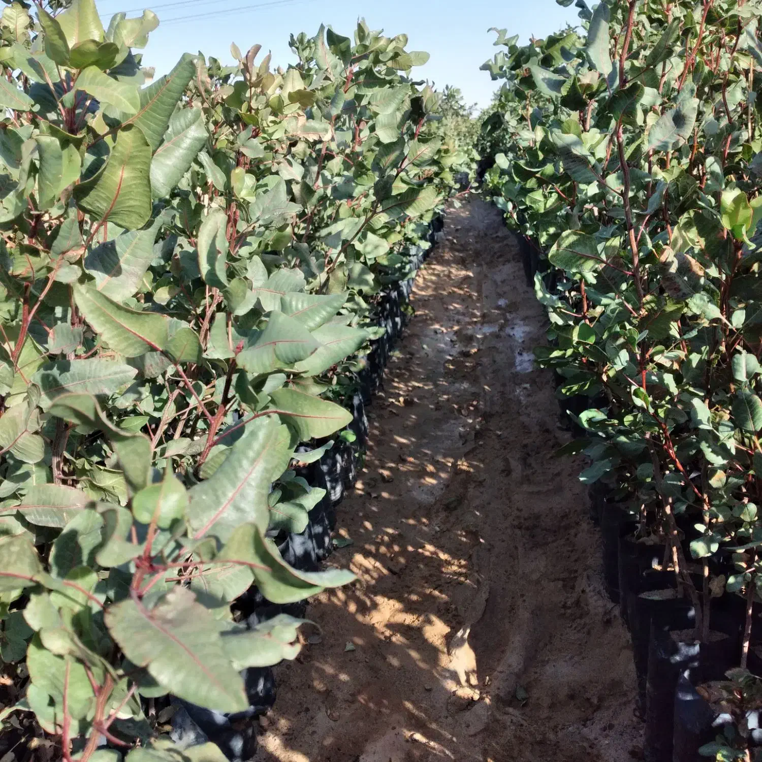 نهال پسته گلدانی|خدمات باغبانی و درختکاری|اردکان, |دیوار