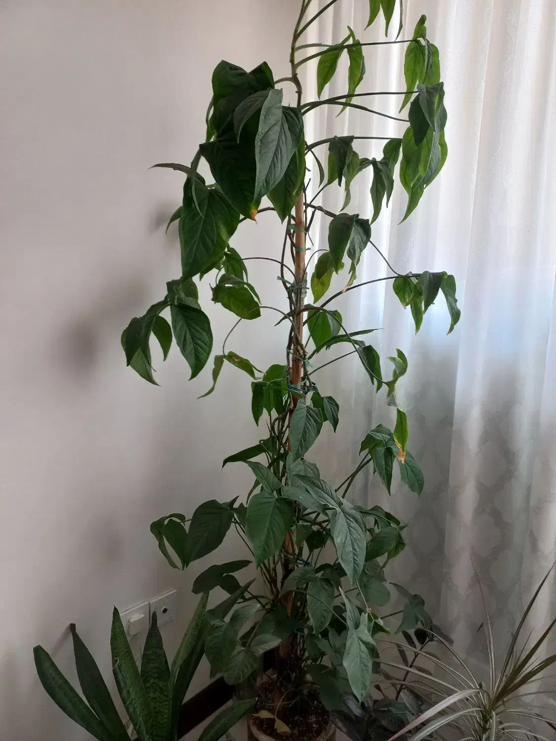 گل با گلدان قد ۲ متر|گل و گیاه طبیعی|تهران, افسریه شمالی|دیوار