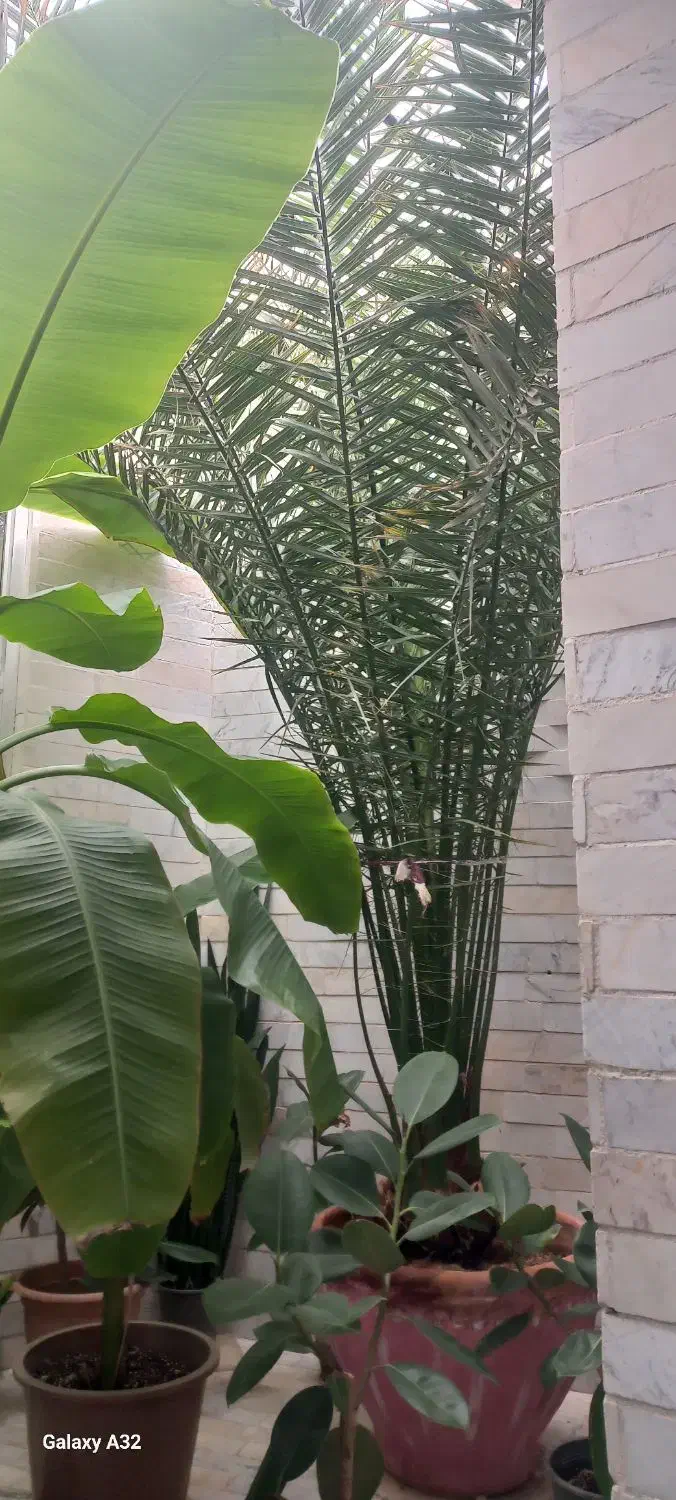 گل طبیعی دوتا درخت موز فاندانوس ونخل|گل و گیاه طبیعی|شاهرود, |دیوار