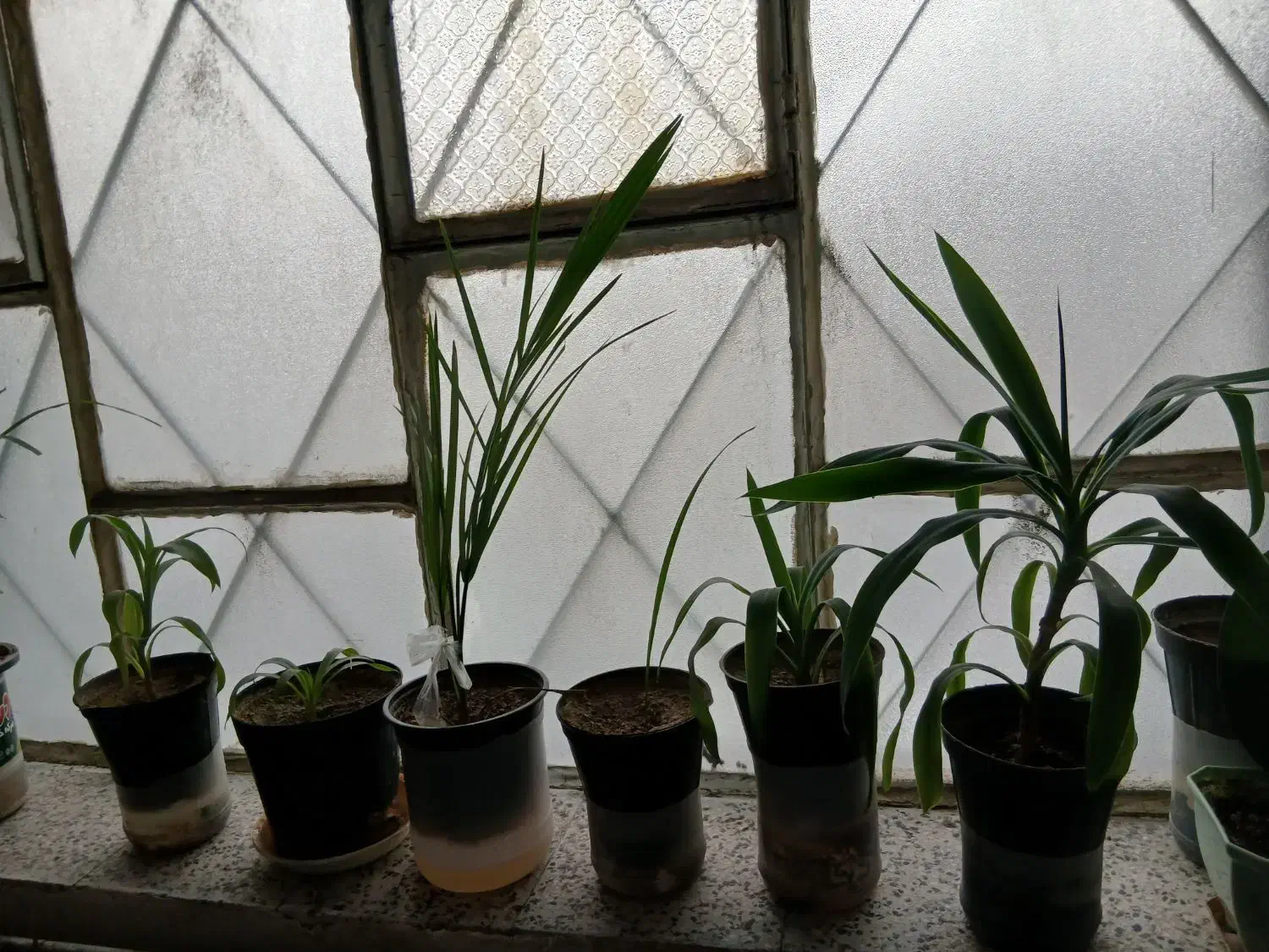 یوگا. نخل خرما. نهال پرتقال.نارنج. لیموشیرین و ترش|گل و گیاه طبیعی|کرمانشاه, |دیوار