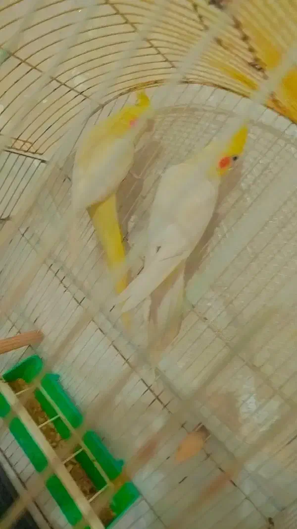 کوتوله برزیلی و عروس مولد|پرنده|بندر ماهشهر, |دیوار