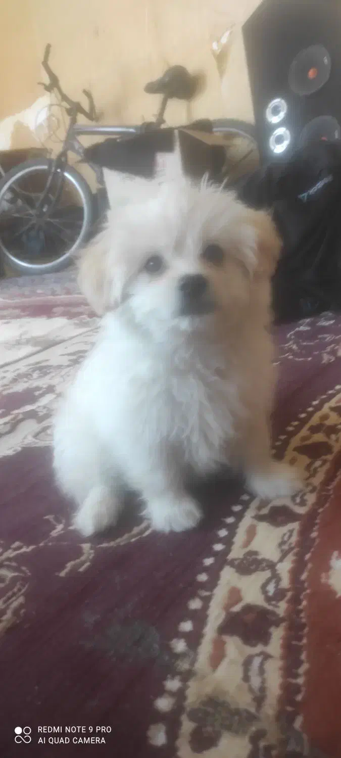 توله سگ اشپیتز به همراه باکس|سگ|آبادان, |دیوار