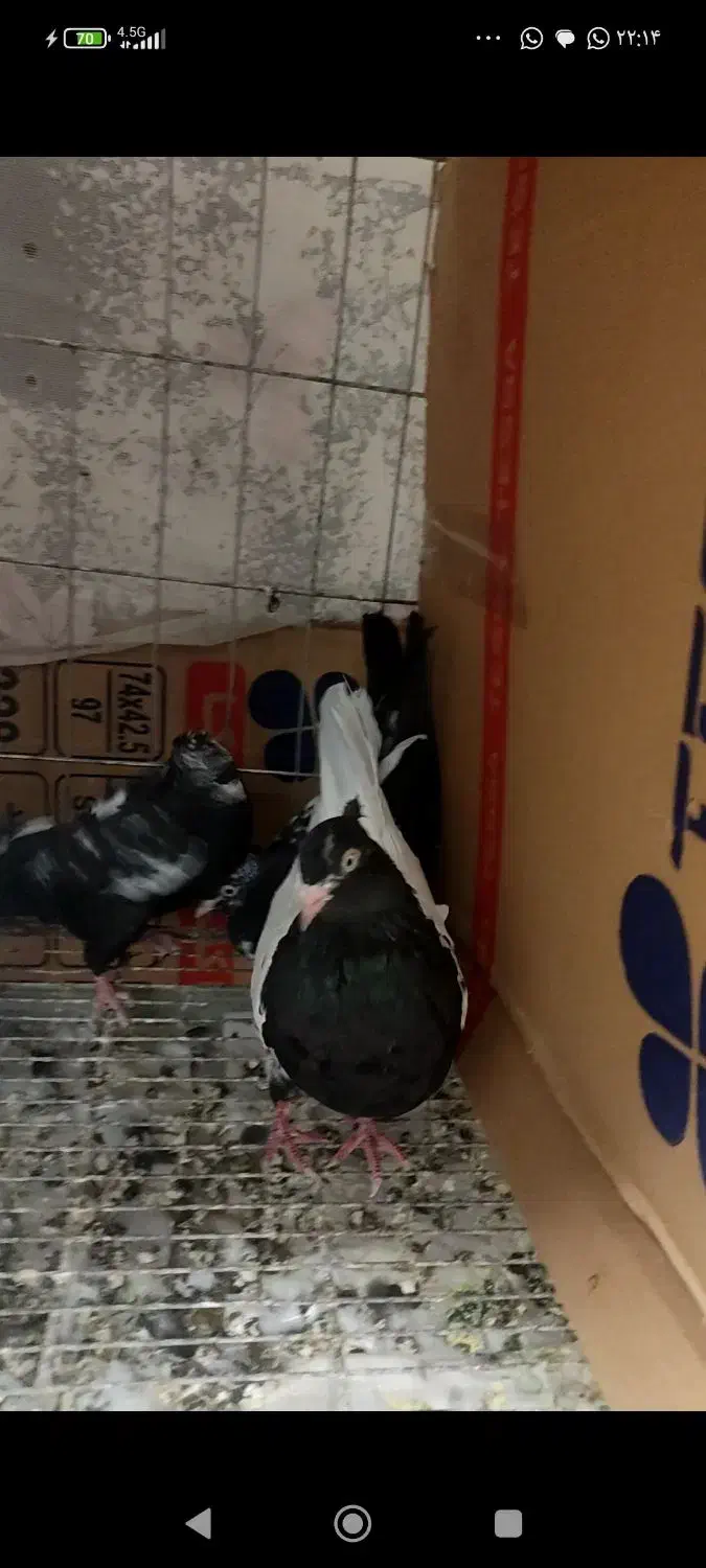 کبوتران مولداصیل بعلت جابجایی مکان بفروش میرسد .|پرنده|مشهد, نیروی هوایی|دیوار