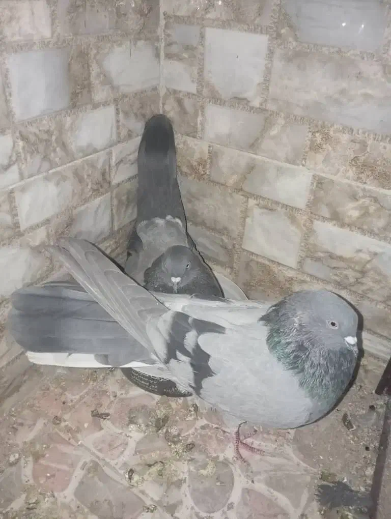 کبوتر نر پر قدیم|پرنده|فارسان, |دیوار