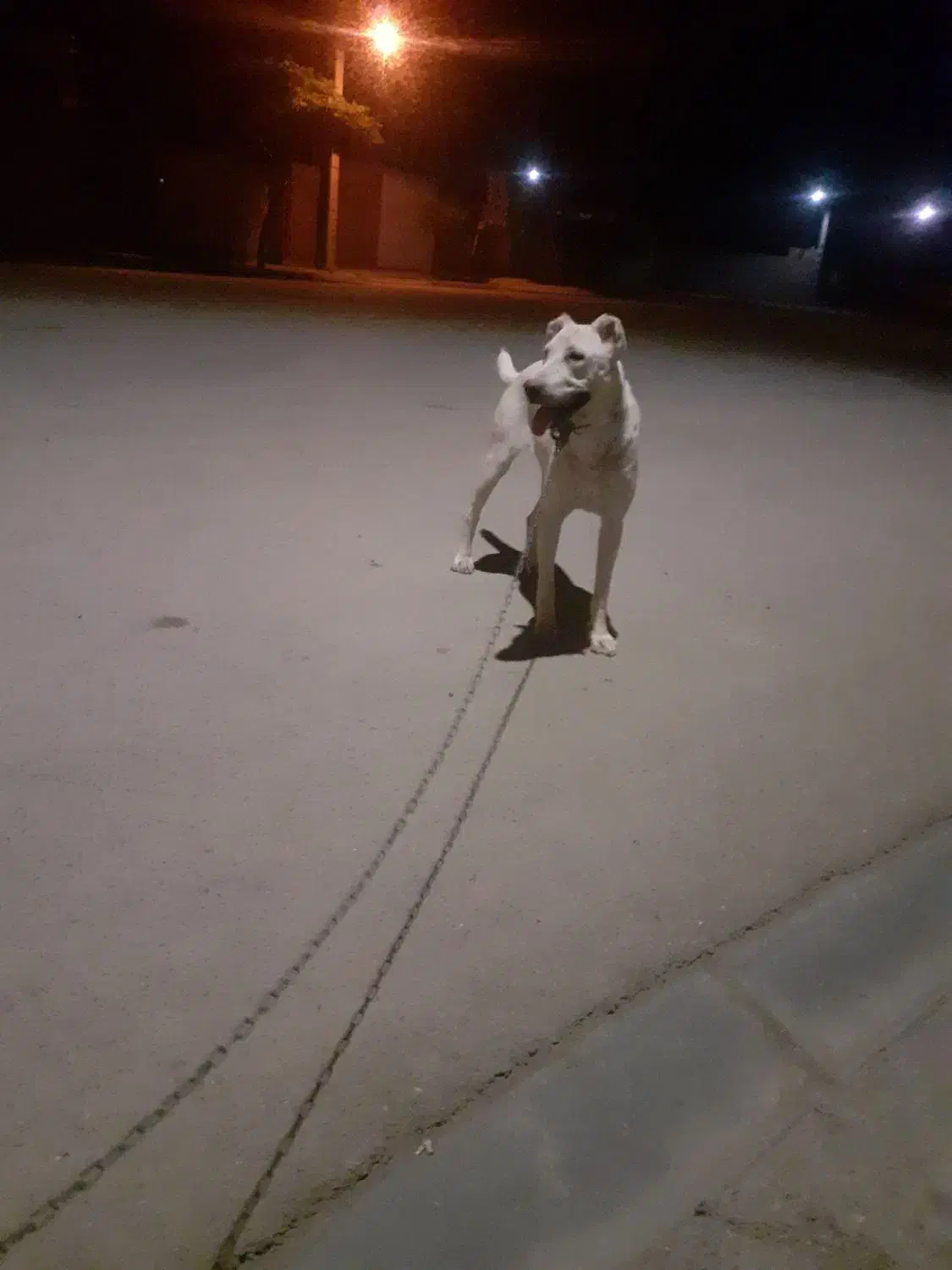 سگ ماده نه ماه واگذار میشه|سگ|رشتخوار, |دیوار