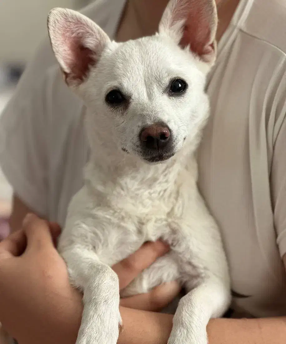 واگذاری سگ|سگ|فولادشهر, C1|دیوار