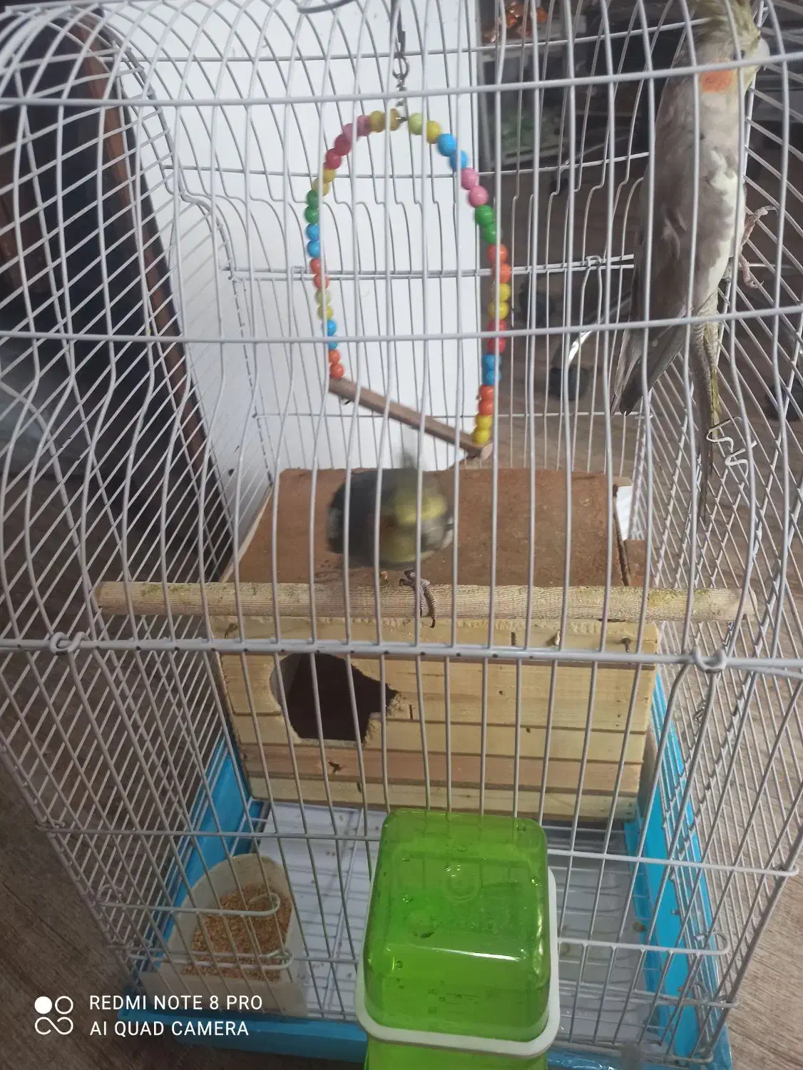 عروس هلندی|پرنده|شوش, |دیوار