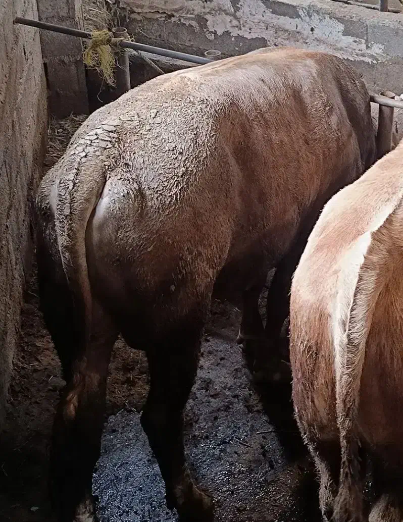 گوساله پرواری سیمینتال چاق سرک دار|حیوانات مزرعه|قائمشهر, |دیوار