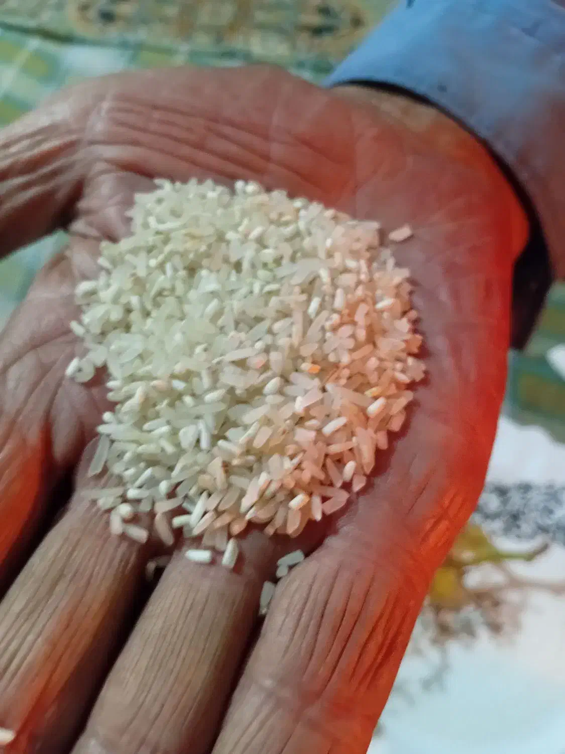 نیم دانه درجه یک فجر|خوردنی و آشامیدنی|سرخنکلاته, |دیوار