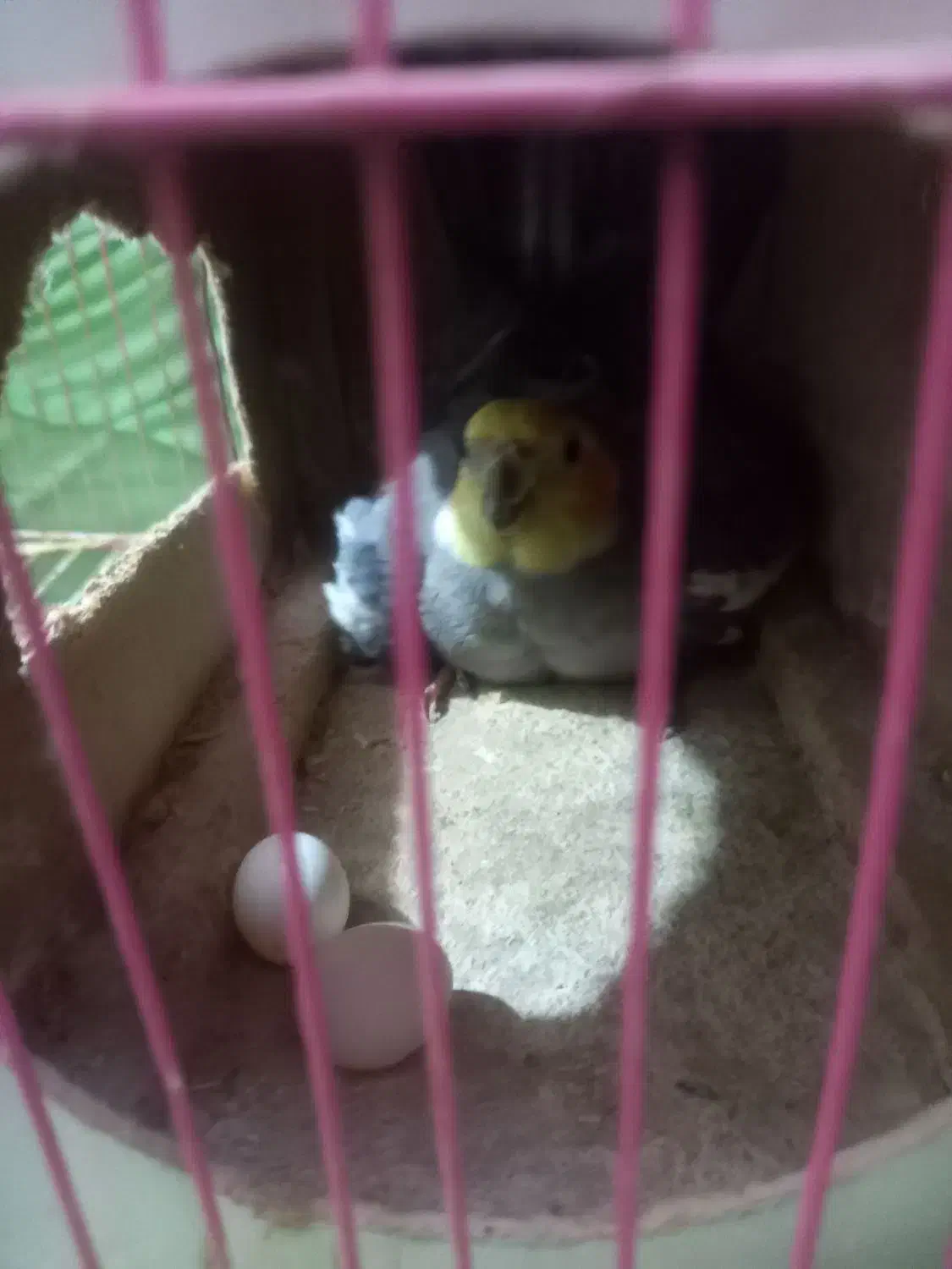 عروس هلندی|پرنده|کردکوی, |دیوار