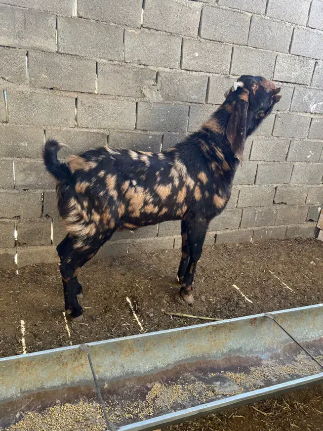 بز کل پاکستانی اصیل|حیوانات مزرعه|شاهرود, |دیوار