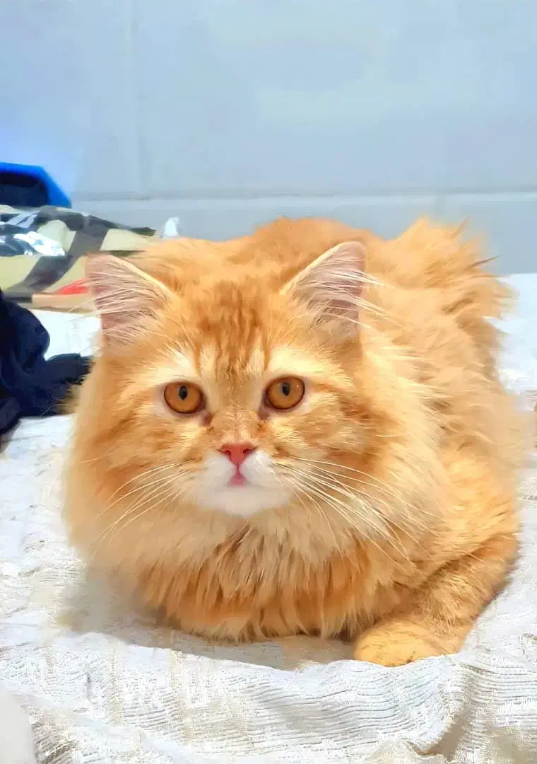 گربه نر یک ساله|گربه|خرمشهر, |دیوار