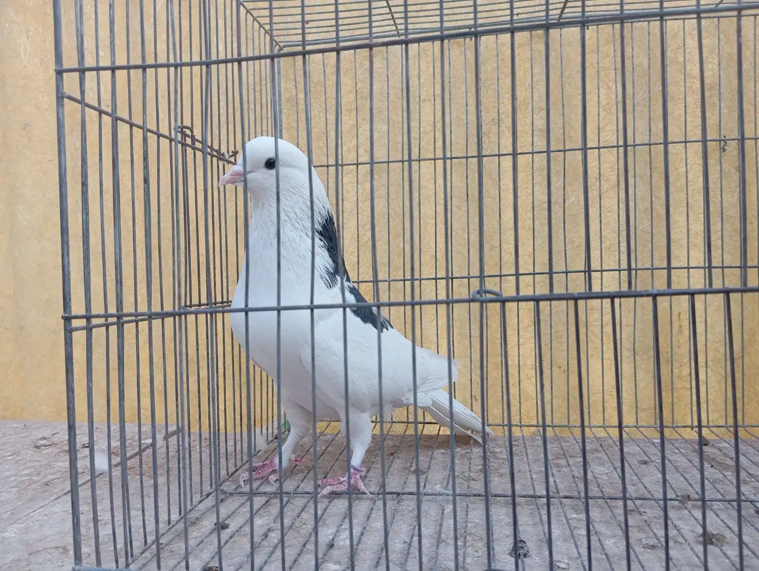 کبوتر هما تیکه پاره|پرنده|تهران, بیسیم|دیوار