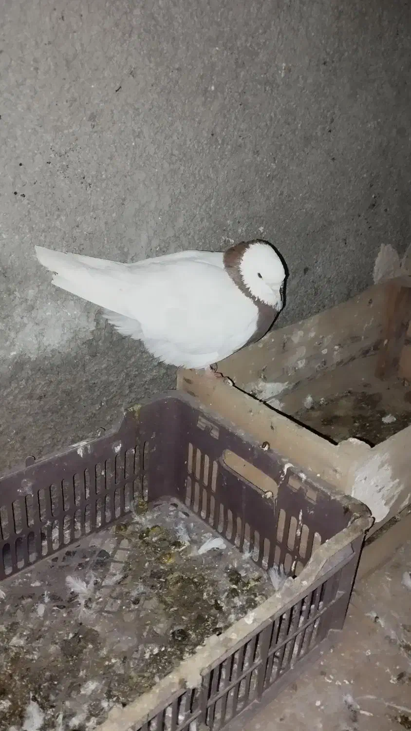 طوقی|پرنده|کبودرآهنگ, |دیوار