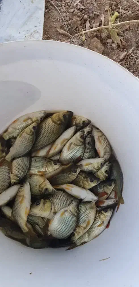 بچه ماهی کپور|ماهی|دزفول, |دیوار