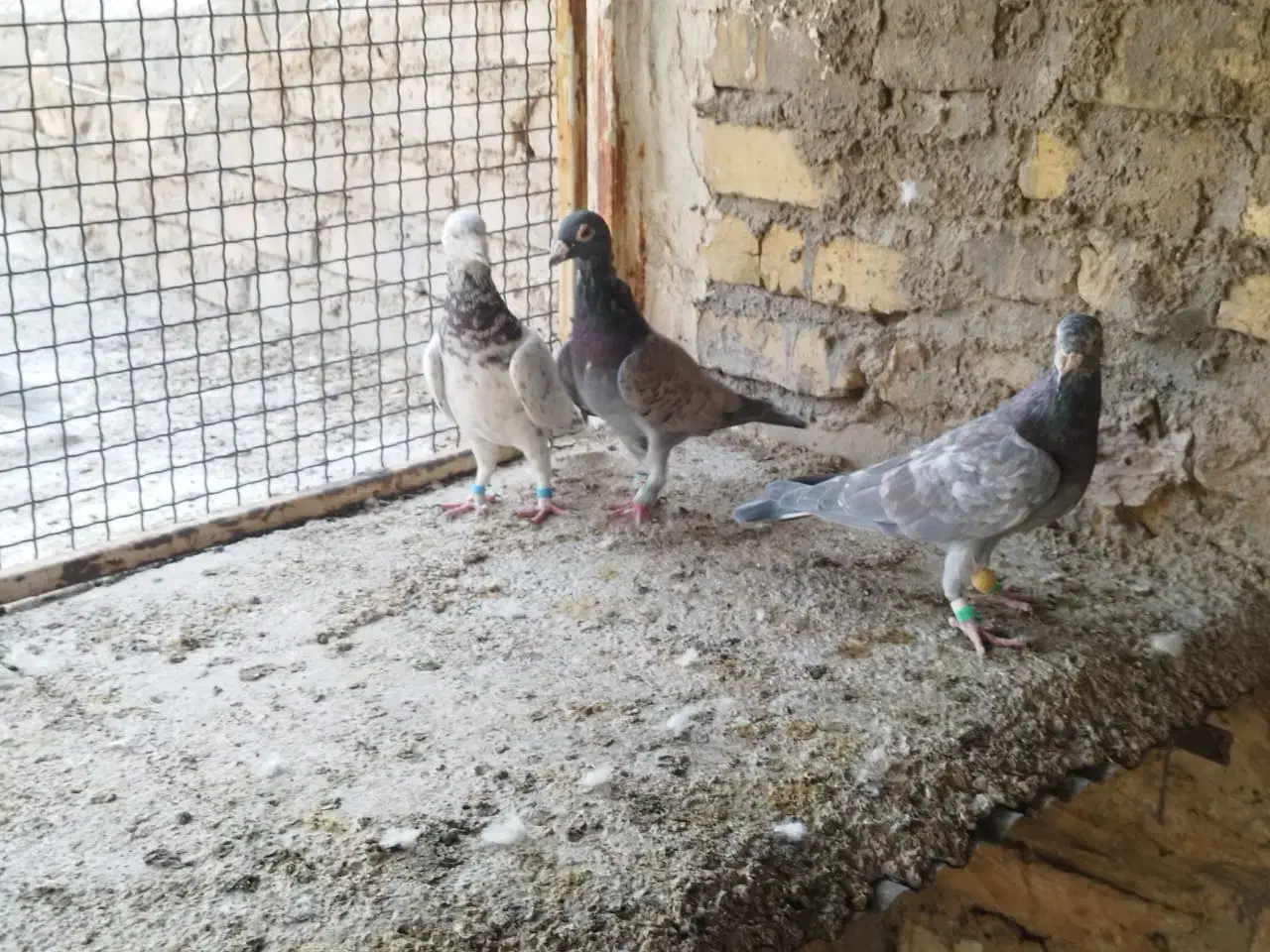 کفتر سرور|پرنده|شیراز, سعدیه شمالی|دیوار