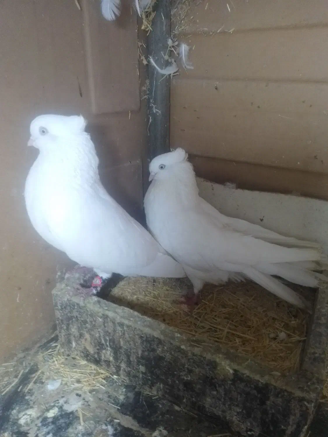 کبوترسفیدچشم سفید|پرنده|قائم‌شهر, |دیوار