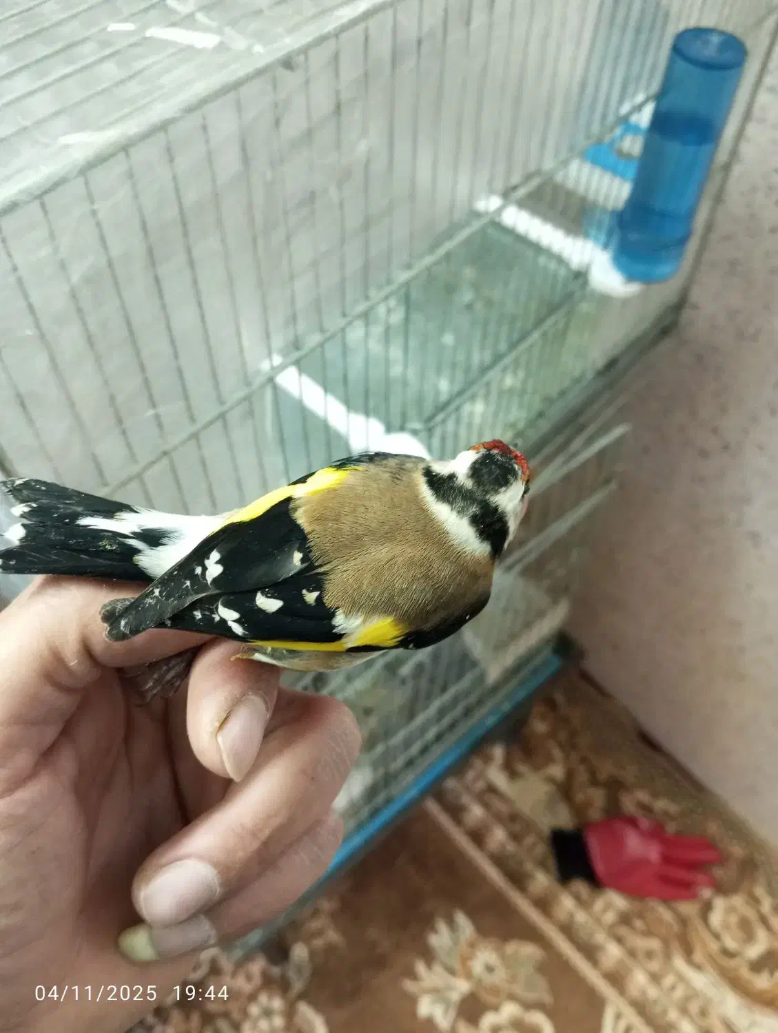 قفس سهره پاییزه|پرنده|بروجرد, |دیوار