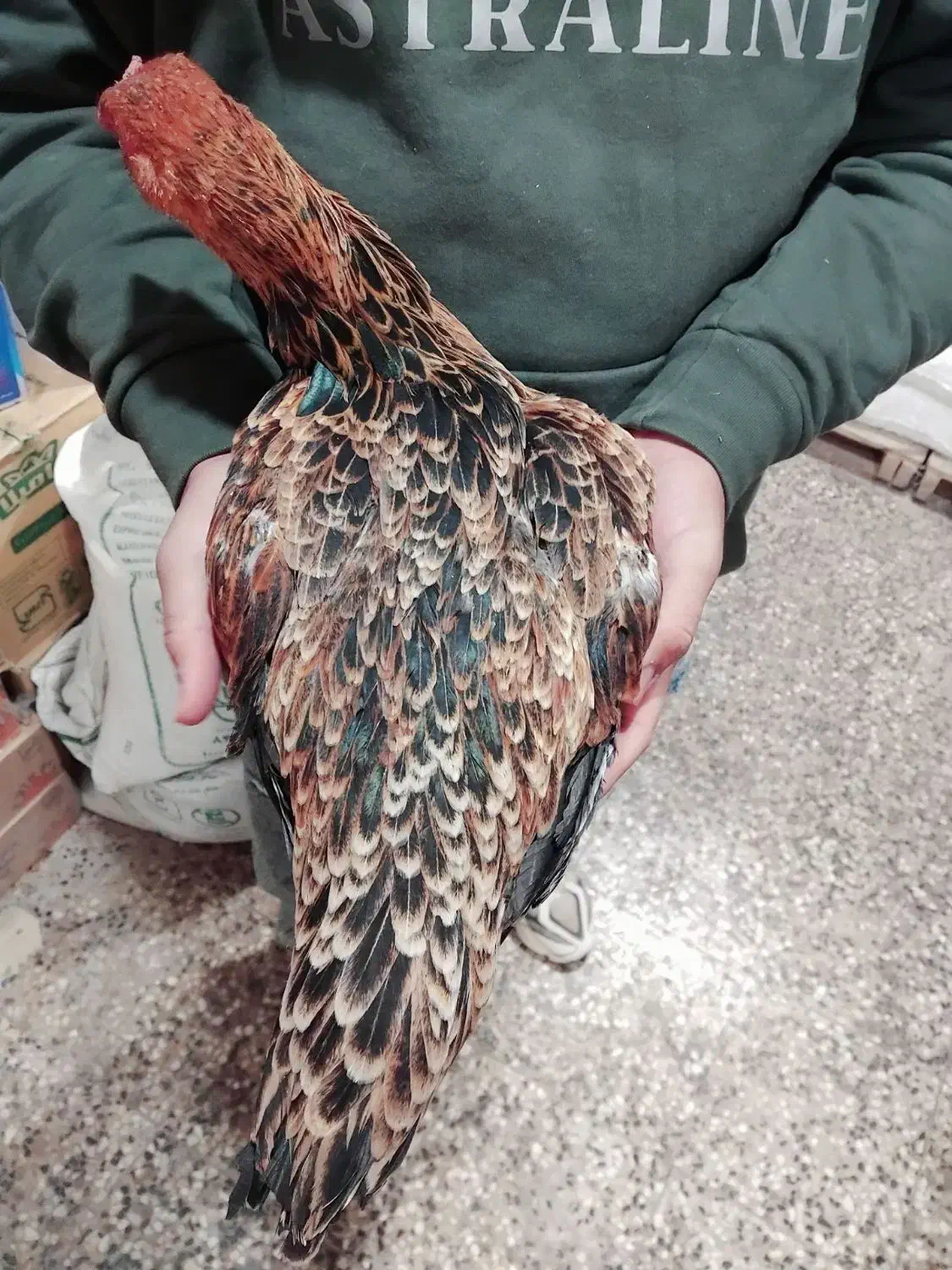 مرغ و خروس لاری|حیوانات مزرعه|قیدار, |دیوار