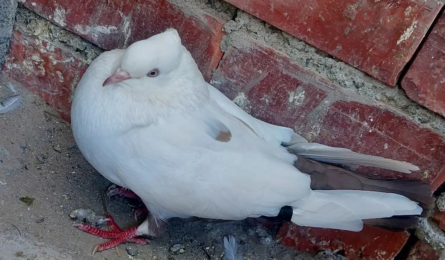 پرنده کله ای سور دومبی|پرنده|کهنوج, |دیوار