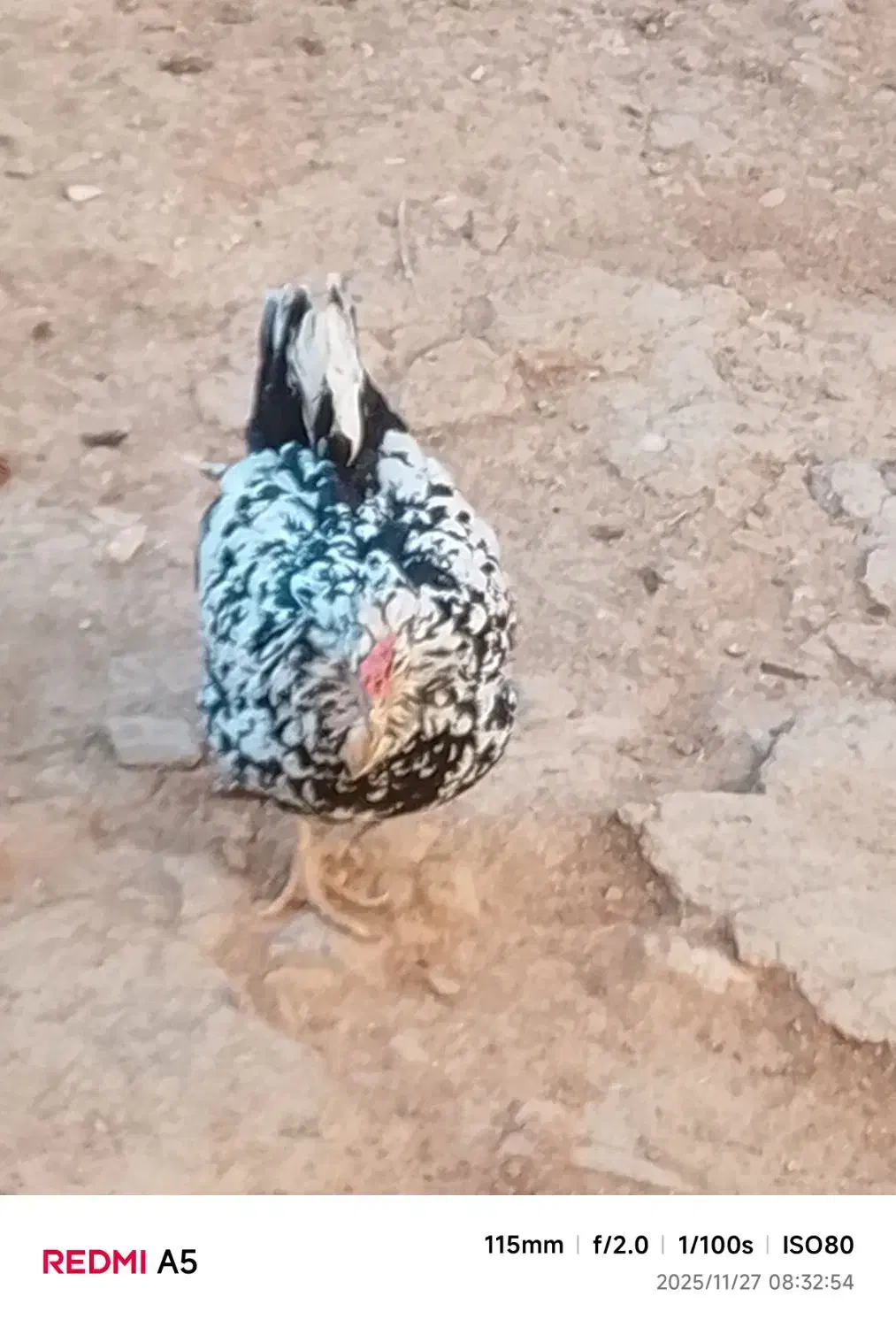 مرغ|حیوانات مزرعه|لاران, |دیوار