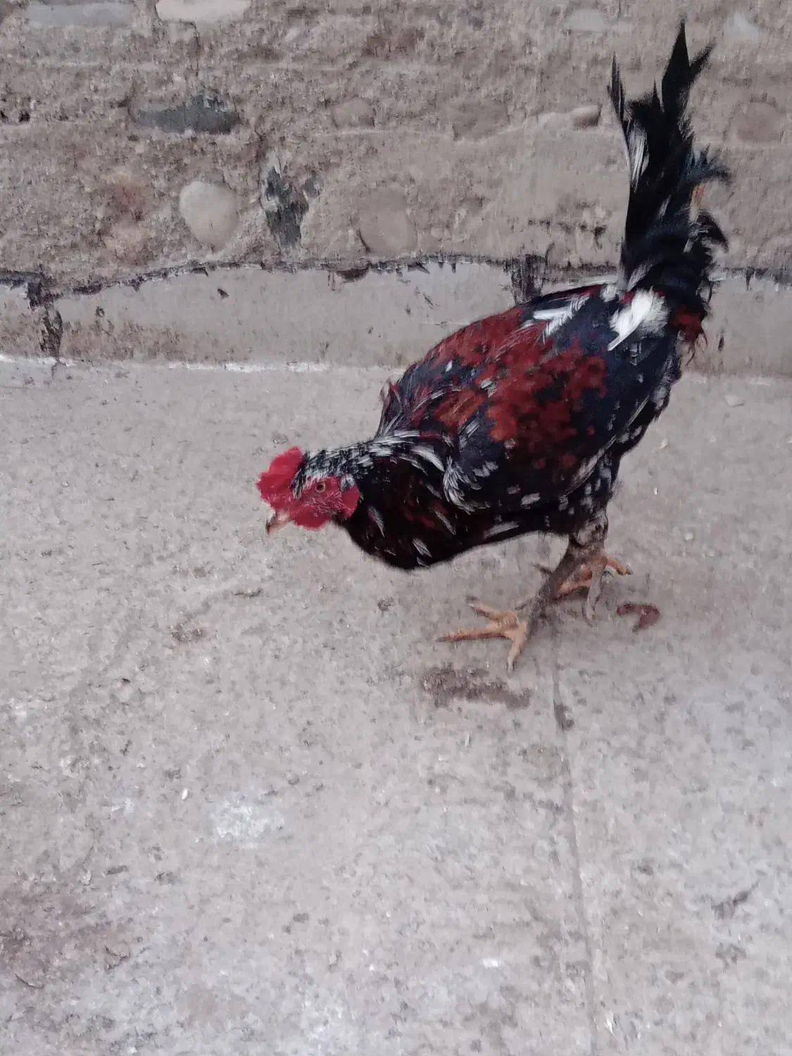 خروس|حیوانات مزرعه|ارومیه, |دیوار