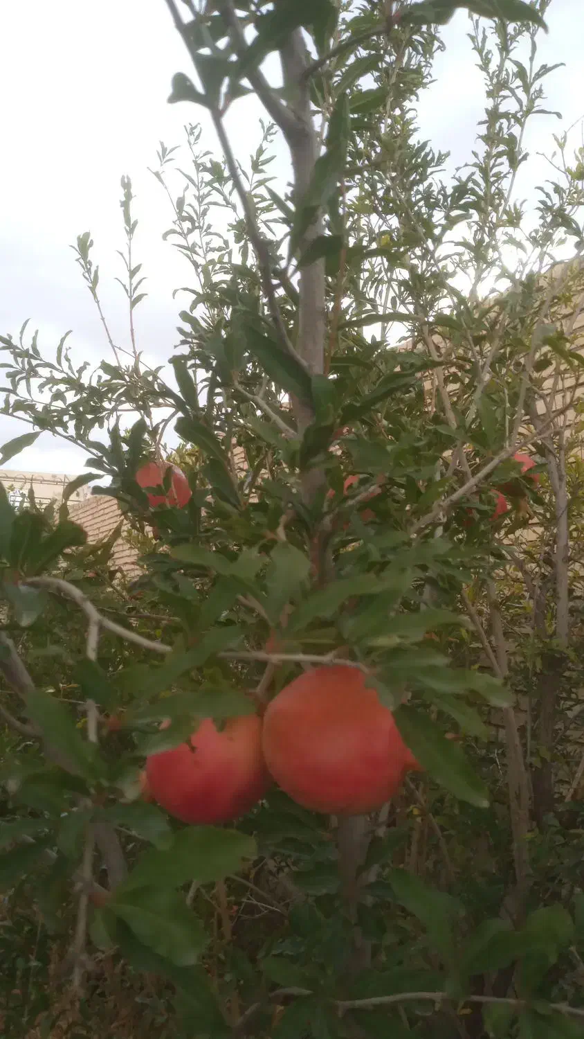 باغ|فروش زمین و ملک کلنگی|سبزوار, خسروجرد|دیوار