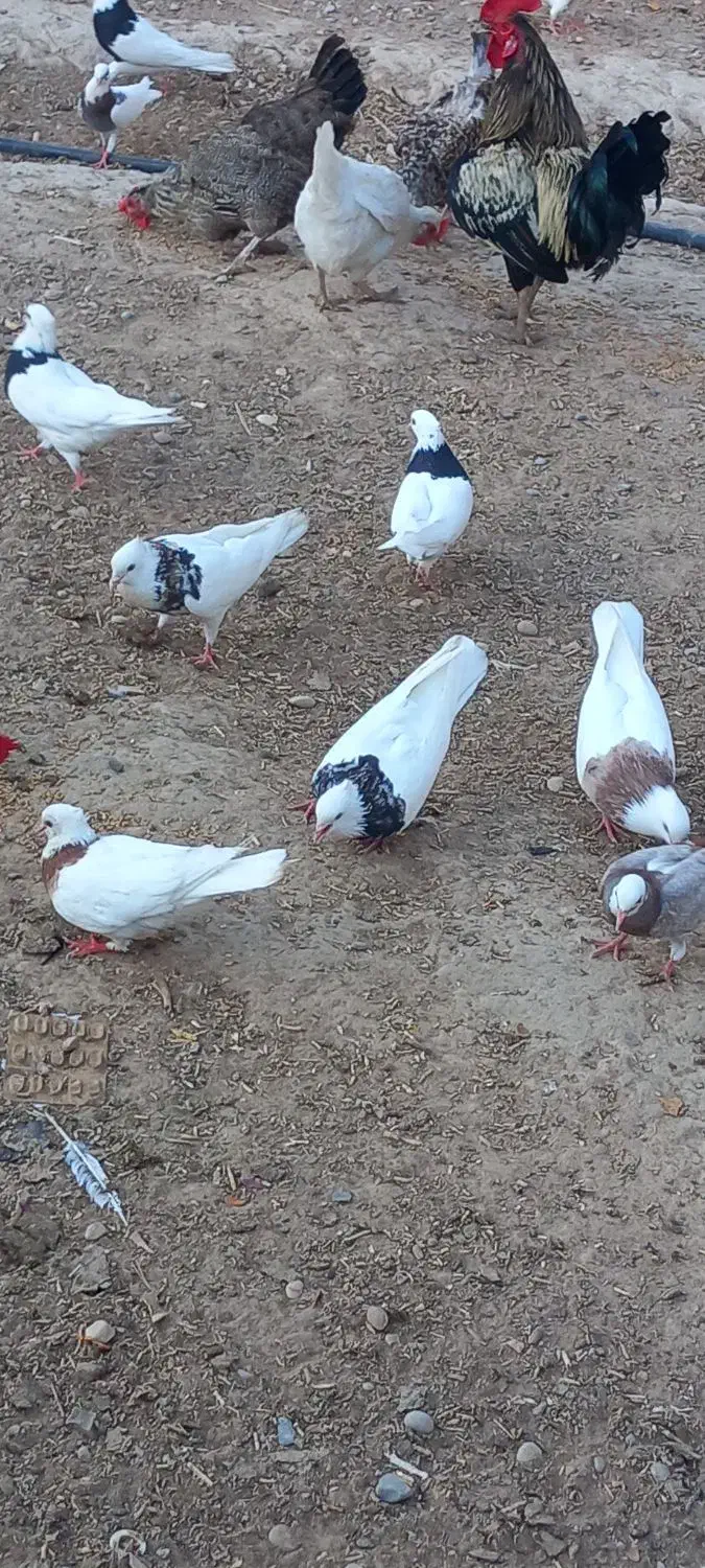 طوقی|پرنده|شوشتر, |دیوار