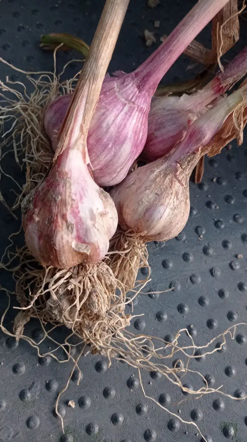 سیر|خوردنی و آشامیدنی|ریز, |دیوار