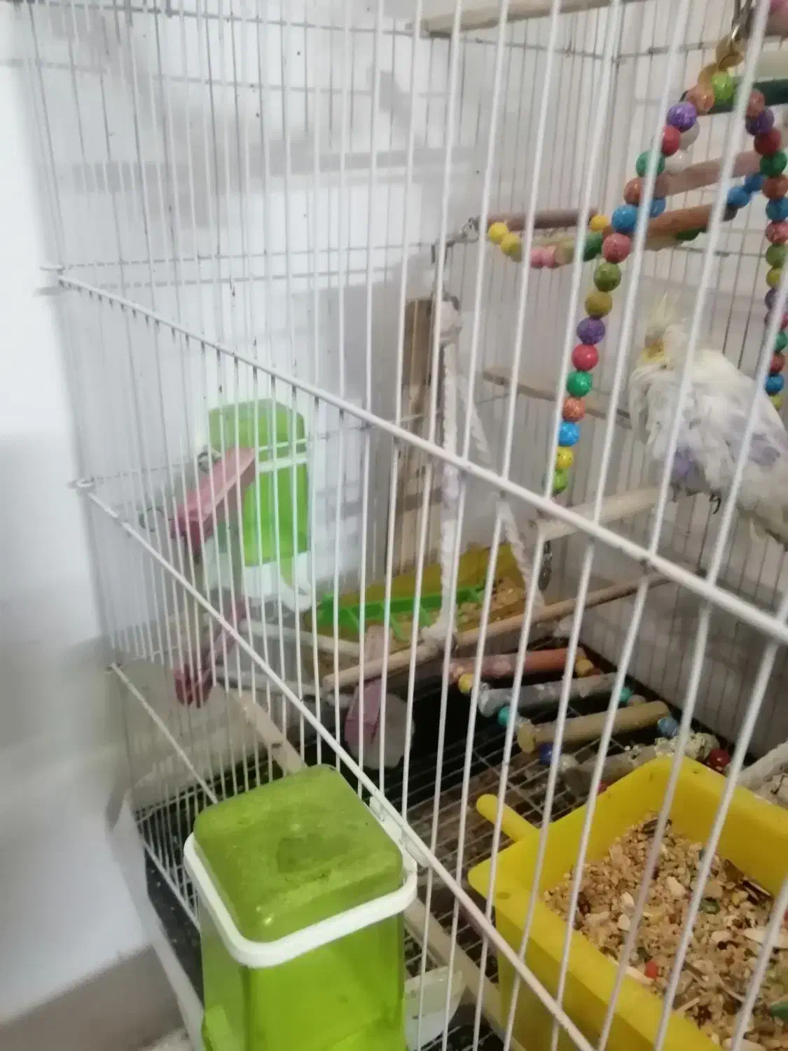 قفس بزرگ به همراه عروس هلندی جفت|پرنده|مشهد, جاهد شهر|دیوار