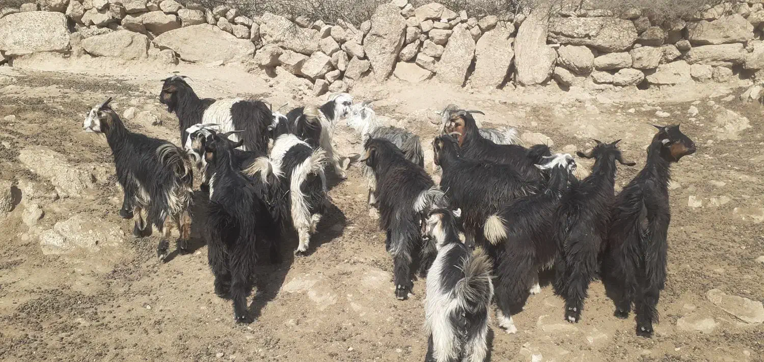 بیگ یک ساله نمونه داشتی|حیوانات مزرعه|لالی, |دیوار