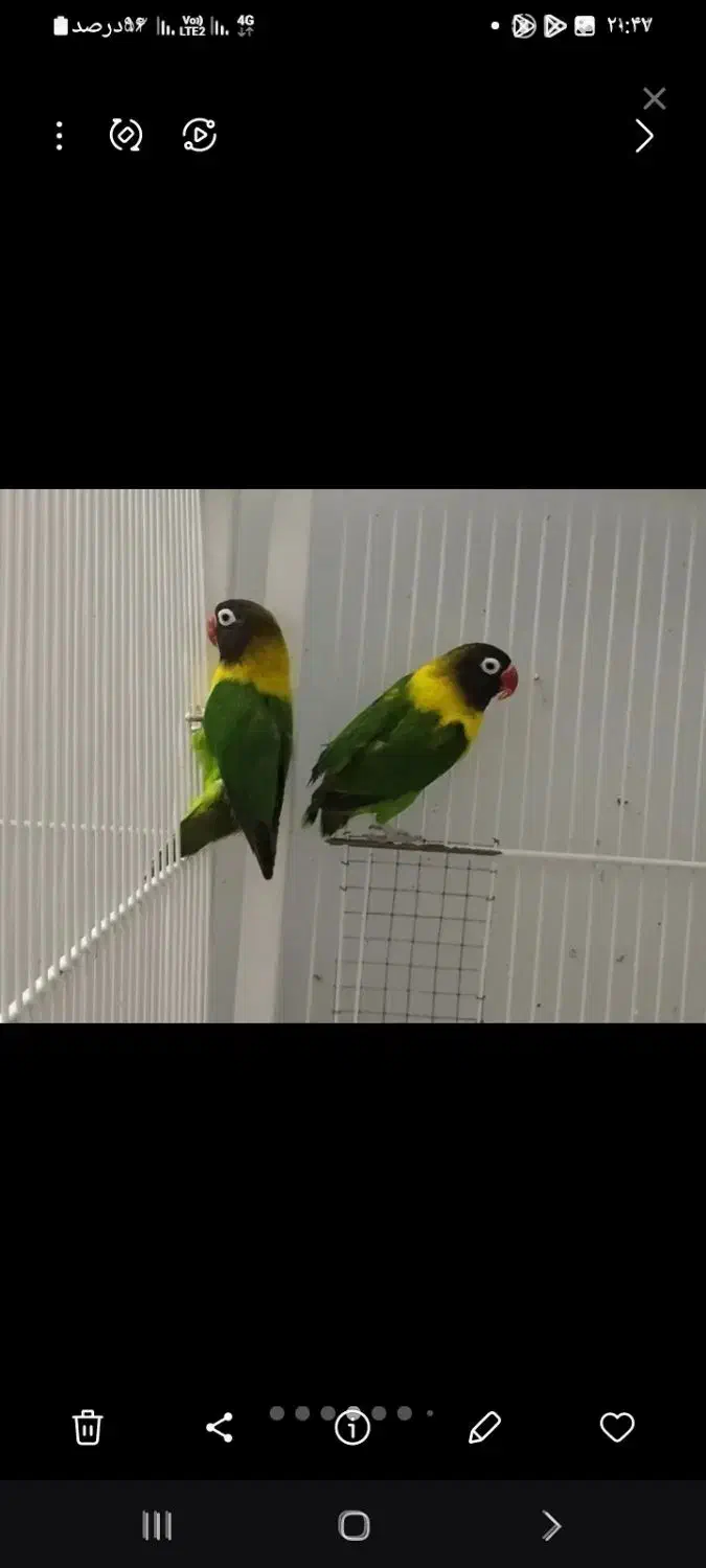 کوتوله آبی کاربری نقاب سیاه نر۱عددو۳عددسبز|پرنده|فولادشهر, مسکن مهر فولادشهر|دیوار