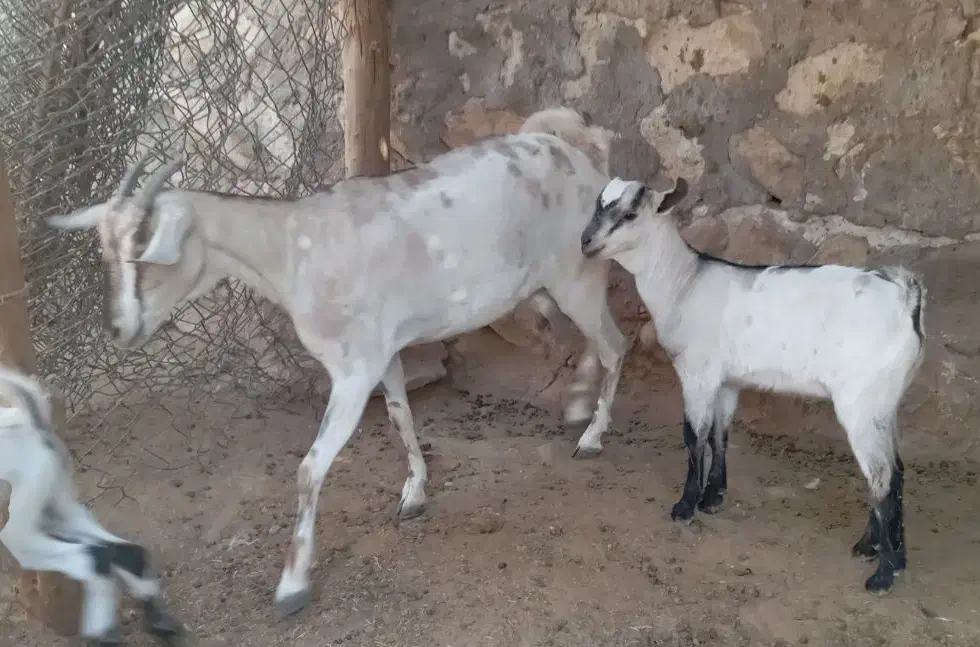 بز سومال آبستن با کهره نر|حیوانات مزرعه|رویدر, |دیوار