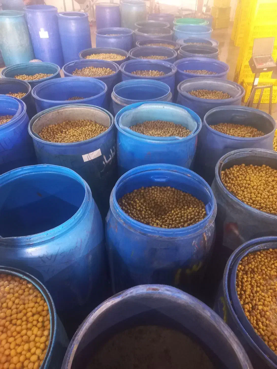 فروش زیتون طارم نقدی|خوردنی و آشامیدنی|طارم, |دیوار