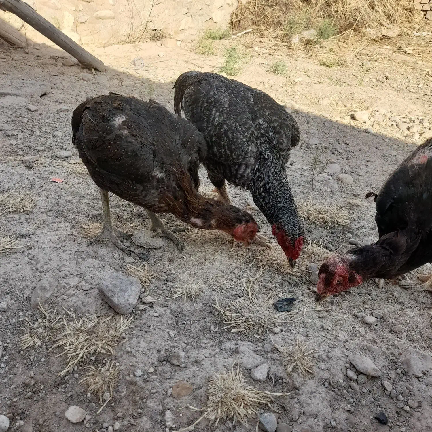 انگشتر|بدلیجات|شیروان (خراسان), |دیوار