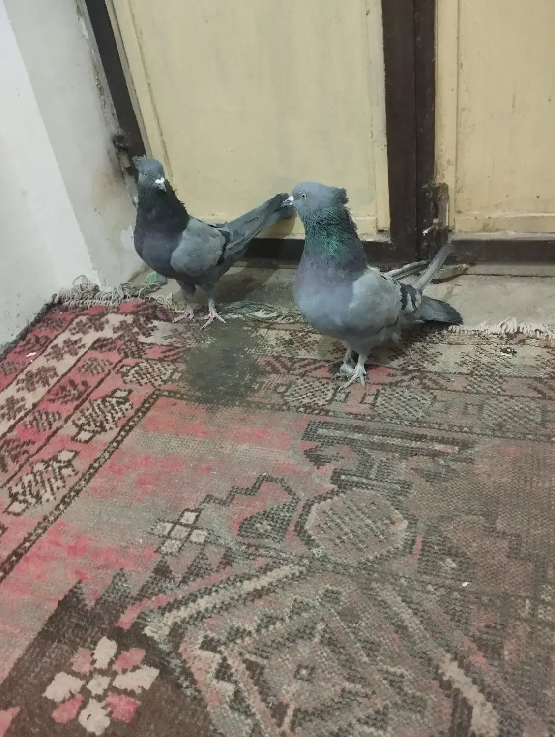 سبز بازی کن|پرنده|گنبکی, |دیوار