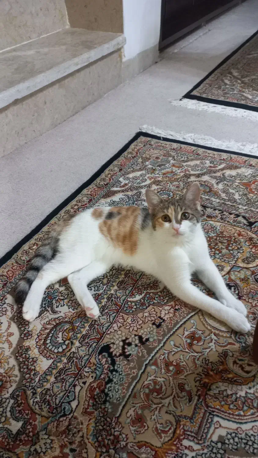 واگذاری رایگان بچه گربه ماده دی اس اچ|گربه|شیراز, فلکه گاز|دیوار