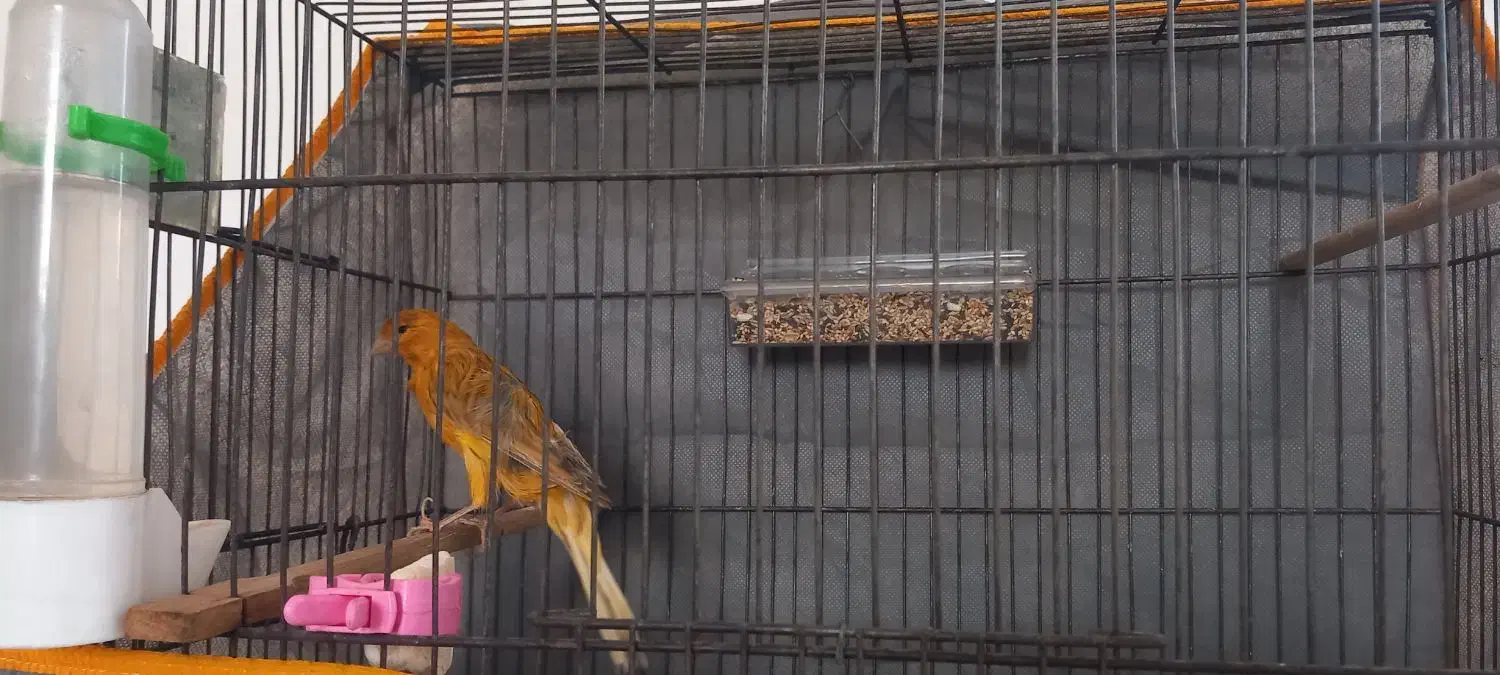 قناری بخون|پرنده|کرمان, |دیوار